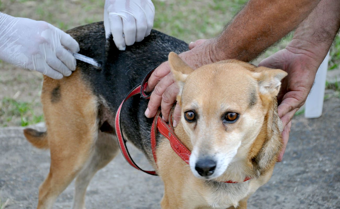Vacina Antirrábica na Zona Rural inicia no próximo dia 13