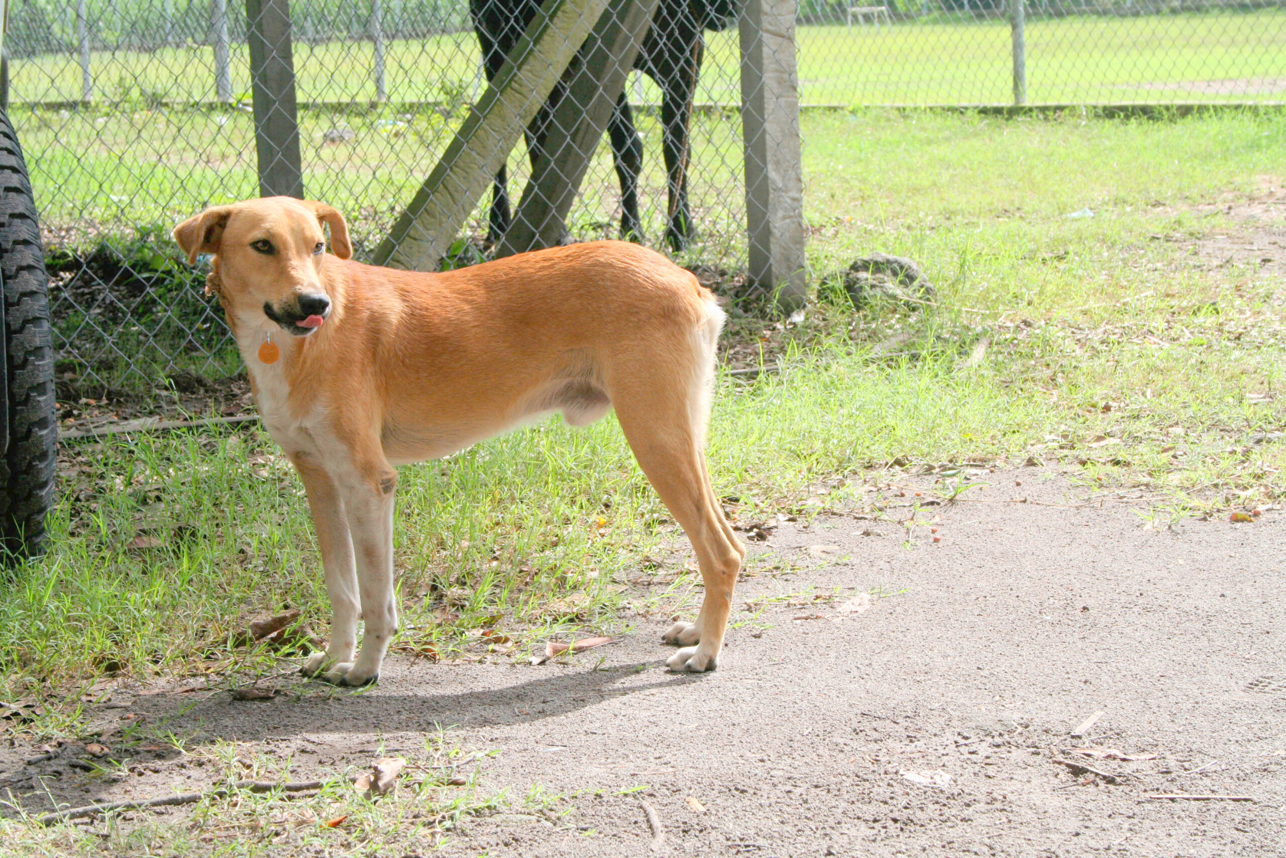 Vigilância Sanitária finalizou a vacinação antirrábica na Zona Rural