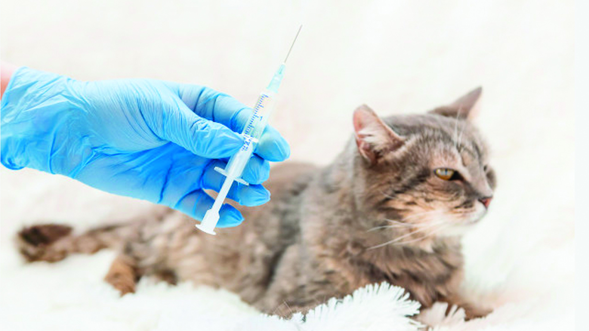 Vacina antirrábica será feita em duas datas na zona urbana