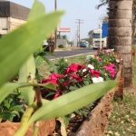 Imagem: Prefeitura é parceira do Projeto Flores de Naviraí, 2020 - Assessoria de Imprensa