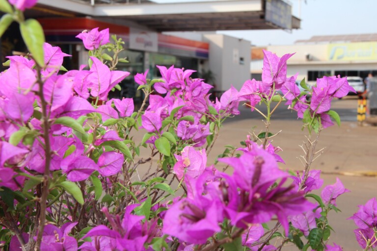 Prefeitura é parceira do Projeto Flores de Naviraí