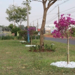 Imagem: Prefeitura é parceira do Projeto Flores de Naviraí, 2020 - Assessoria de Imprensa