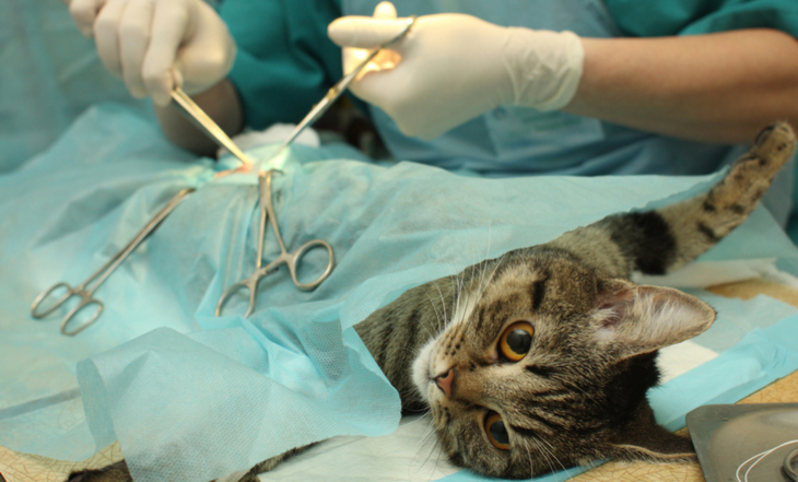 Vigilância Sanitária de Naviraí abre campanha para castrar gatos machos