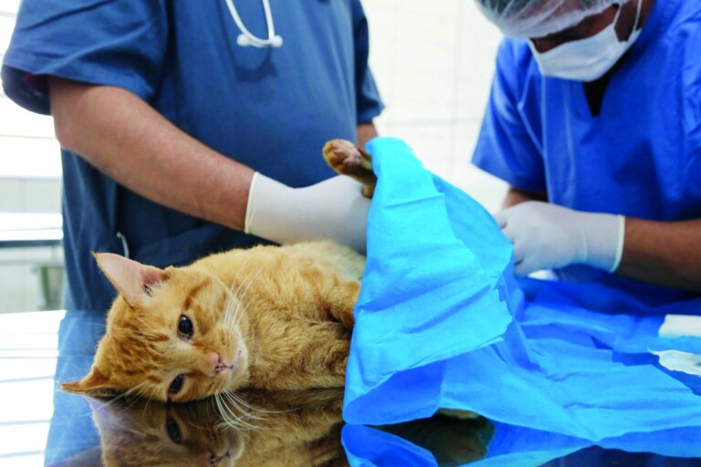 VISA inicia a castração de gatos machos em parceria com clínicas veterinárias