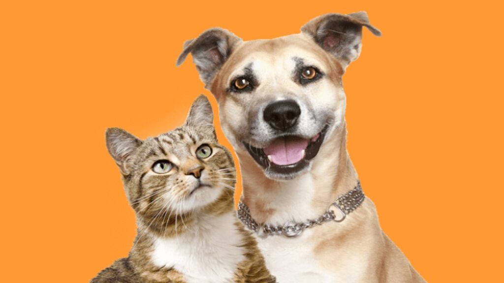 Imagem: Vigilância Sanitária entra na Campanha Abril Laranja contra maus tratos de cães e gatos, 2021 - Assessoria de Imprensa