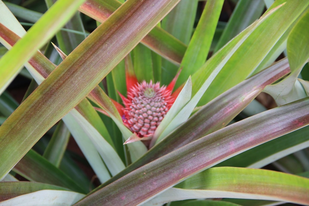 Naviraí realiza o 1º Circuito de Palestras Sobre a Fruticultura