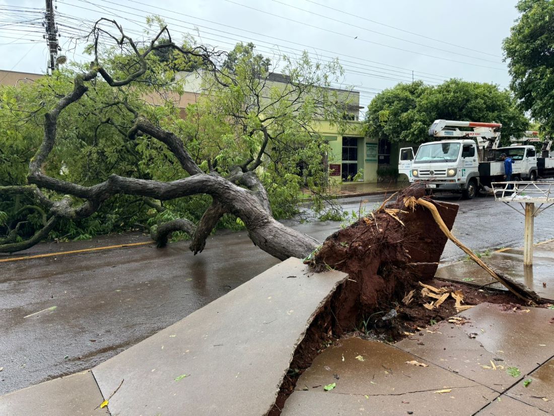 Prefeitura agiu rápido e restabeleceu o tráfego após temporal com quedas de árvores