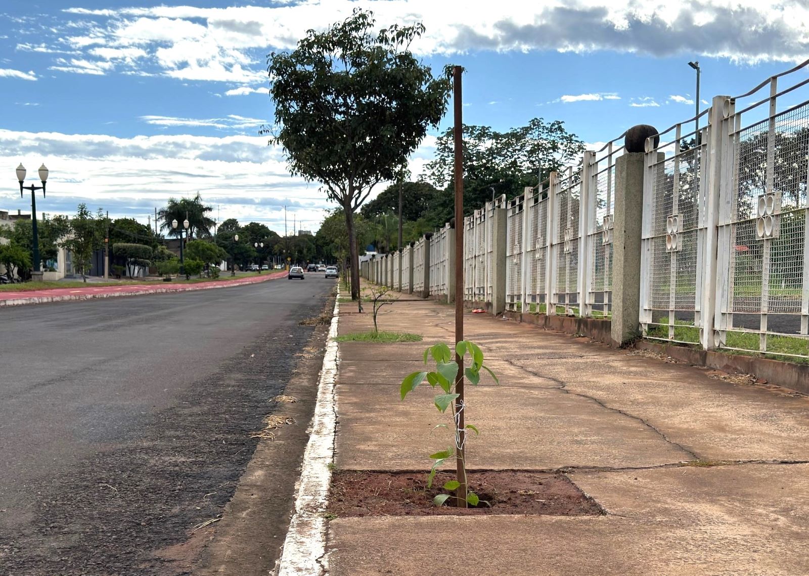 Gerência de Meio Ambiente planta mudas de ipês no passeio público do Parque Sucupira