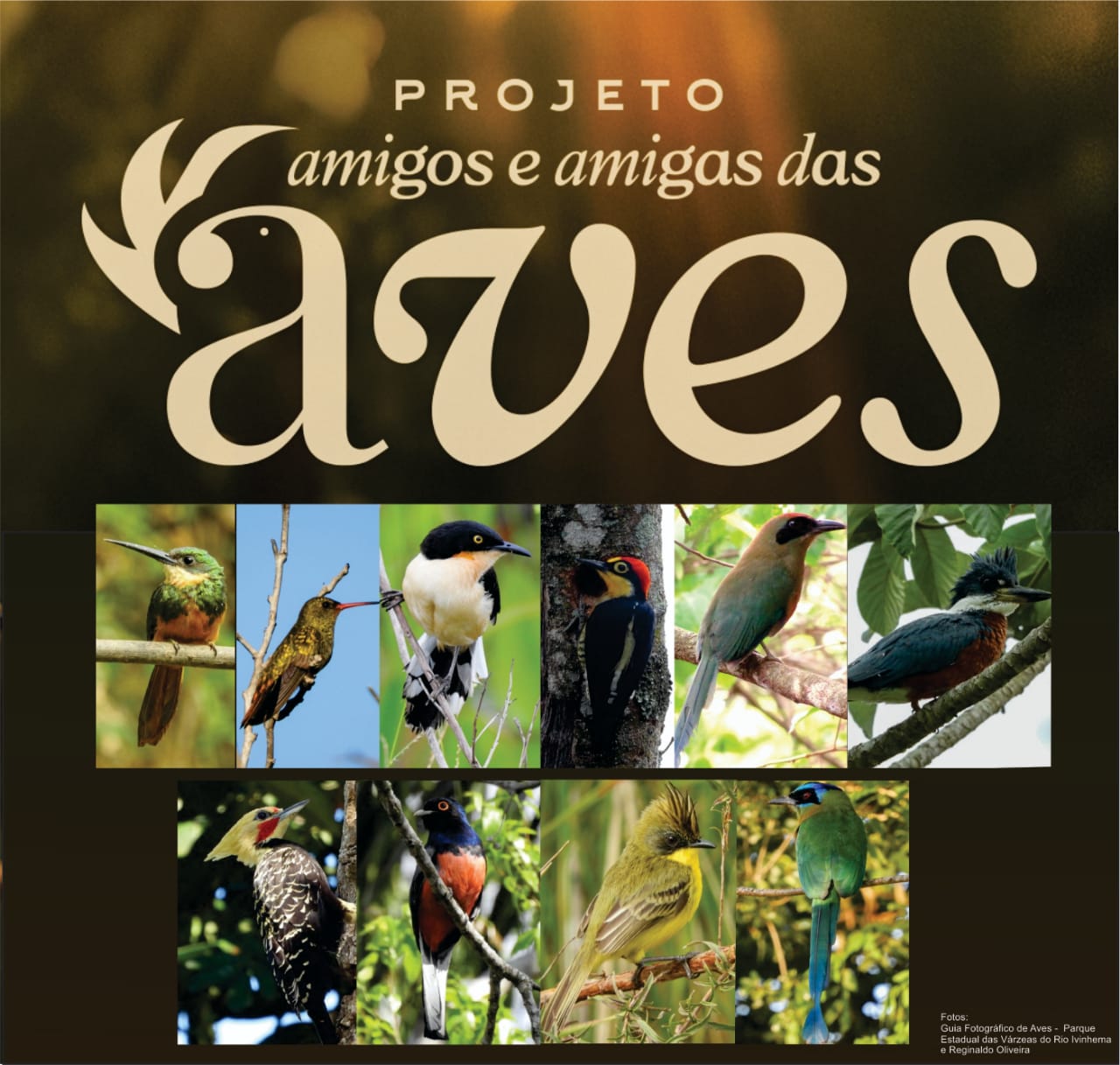 Naviraí participa do projeto: Você escolhe a ave símbolo da Mata Atlântica!