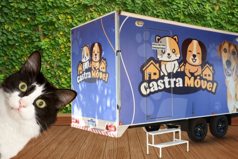 Inscrições para castração gratuita de gatos seguem até este domingo em Naviraí